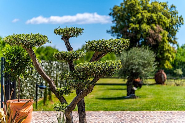 Villa Antea – Vrtni prostor